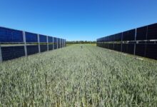 Moduli fotovoltaici sollevati da terra sopra un campo coltivato, impianto agrivoltaico