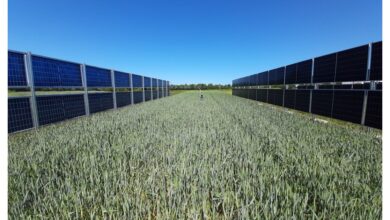 Moduli fotovoltaici sollevati da terra sopra un campo coltivato, impianto agrivoltaico