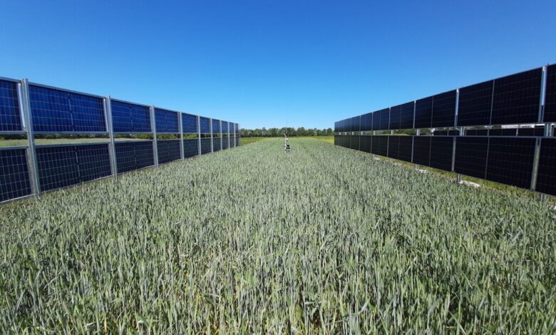 Moduli fotovoltaici sollevati da terra sopra un campo coltivato, impianto agrivoltaico
