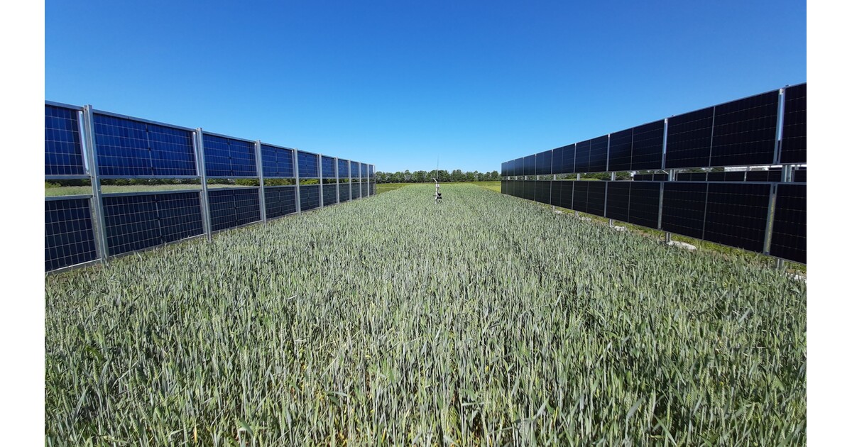Moduli fotovoltaici sollevati da terra sopra un campo coltivato, impianto agrivoltaico