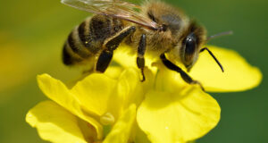 Ape (Apis mellifera) che raccoglie polline su un fiore di colza (Brassica napus)