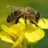 Ape (Apis mellifera) che raccoglie polline su un fiore di colza (Brassica napus)