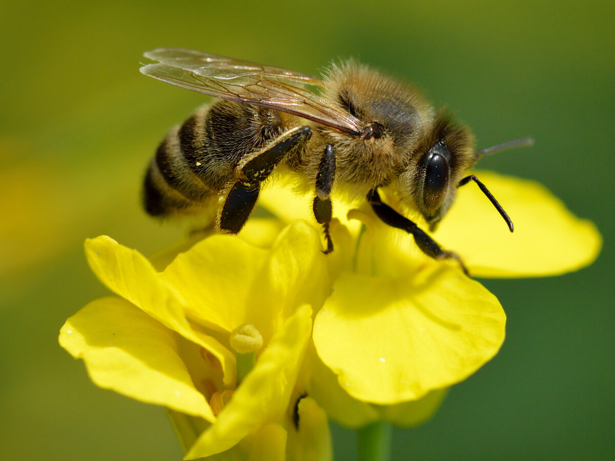 Ape (Apis mellifera) che raccoglie polline su un fiore di colza (Brassica napus)
