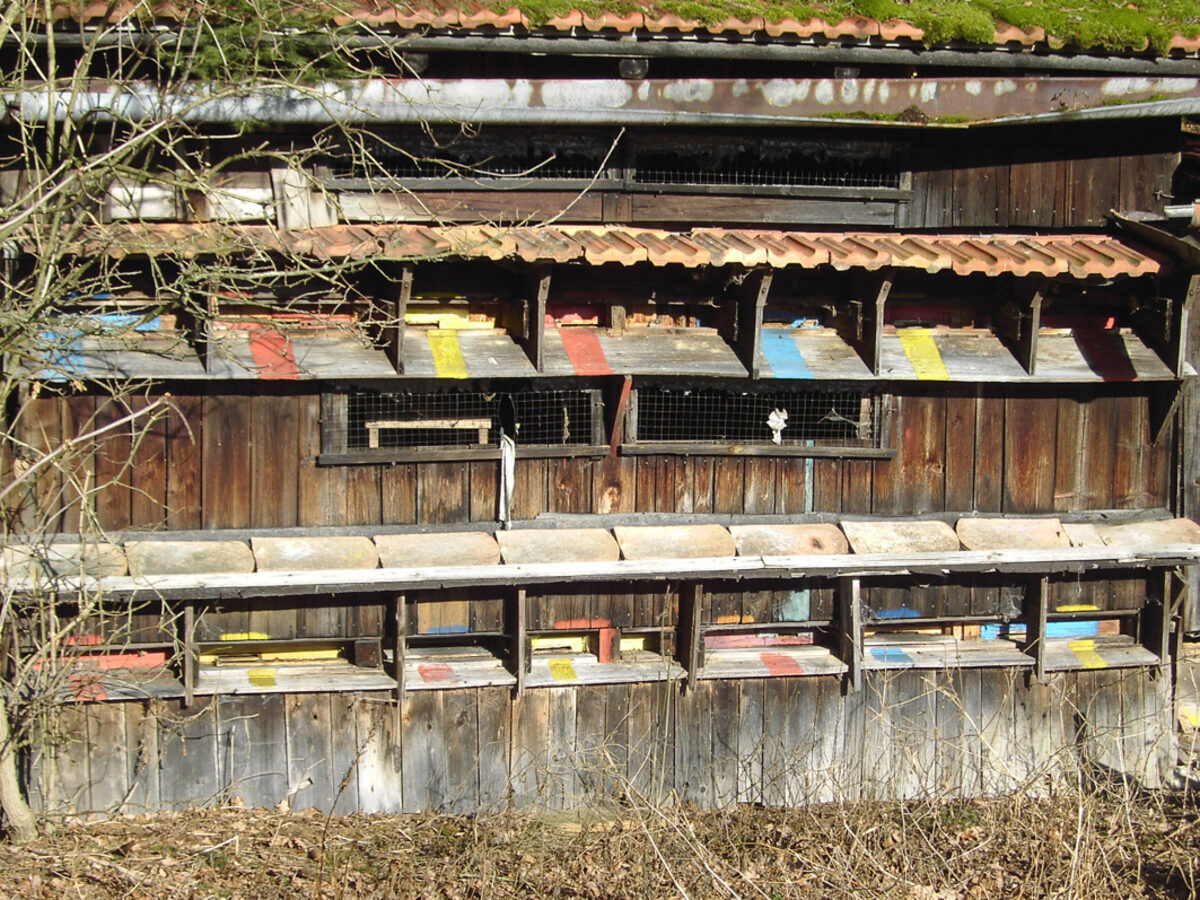 Apiario con arnie in legno in un prato verde