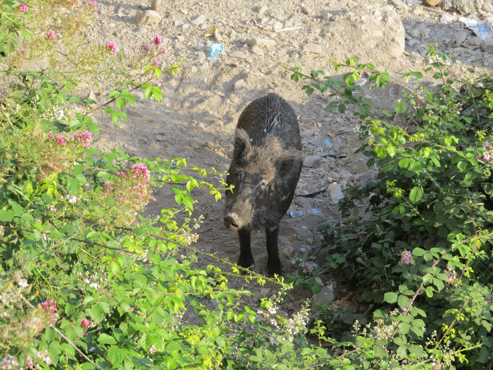 Cinghiale maschio adulto (Sus scrofa) fotografato nell'alveo del torrente Bisagno a Genova nel 2017