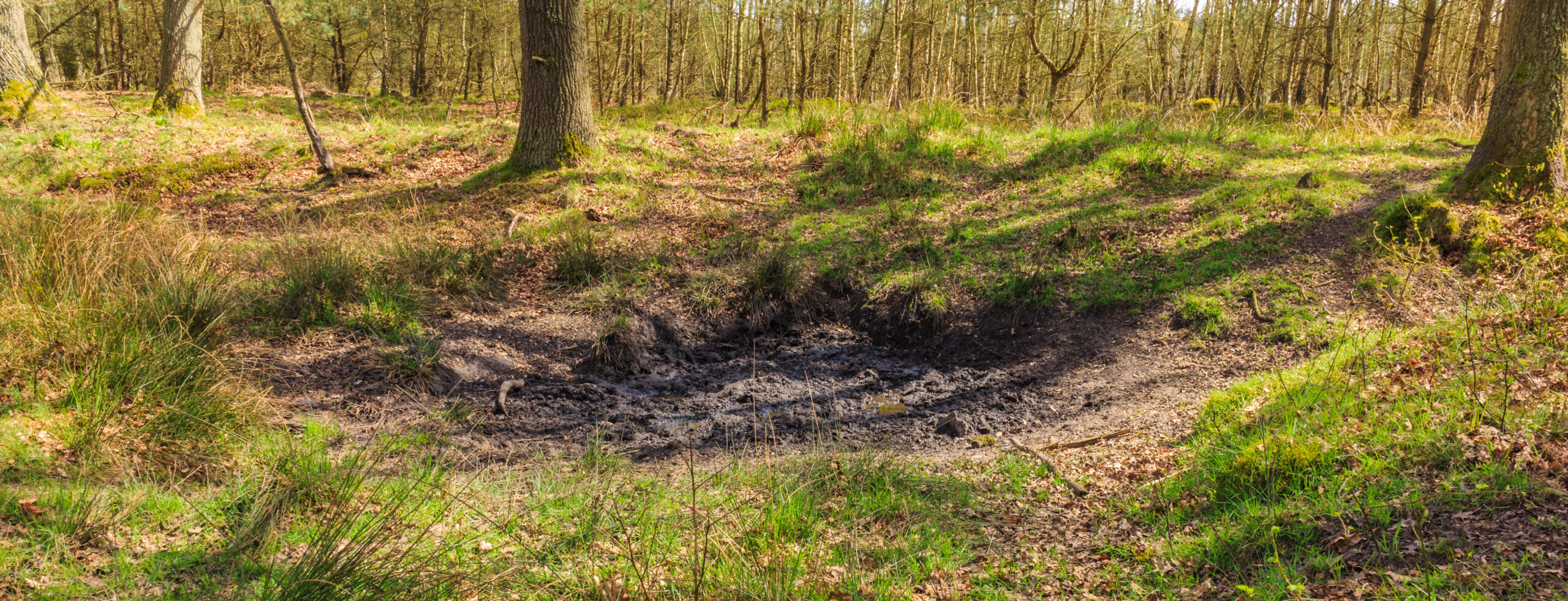 Cinghiali nel sottobosco dei Colli Euganei, i danni all'agricoltura superano i 900.000 euro in un anno