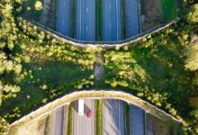 L'ecodotto di Kolu in Estonia visto dall'alto: un ponte coperto di bosco sopra la strada