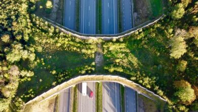 L'ecodotto di Kolu in Estonia visto dall'alto: un ponte coperto di bosco sopra la strada