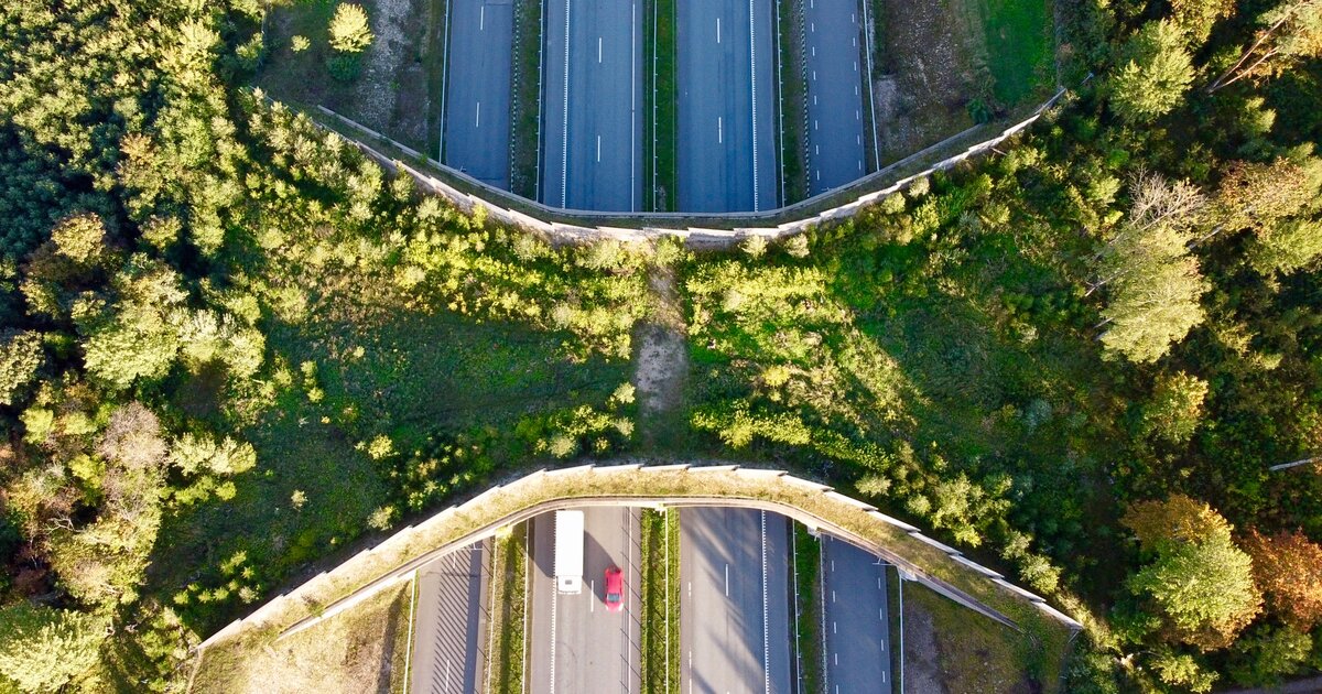 L'ecodotto di Kolu in Estonia visto dall'alto: un ponte coperto di bosco sopra la strada