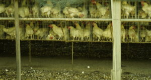 Galline ovaiole stipate in un allevamento intensivo: in Veneto si contano 2.506 allevamenti avicoli e oltre 48 milioni di capi