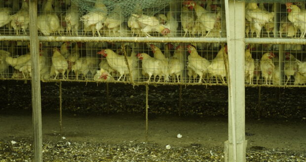 Galline ovaiole stipate in un allevamento intensivo: in Veneto si contano 2.506 allevamenti avicoli e oltre 48 milioni di capi