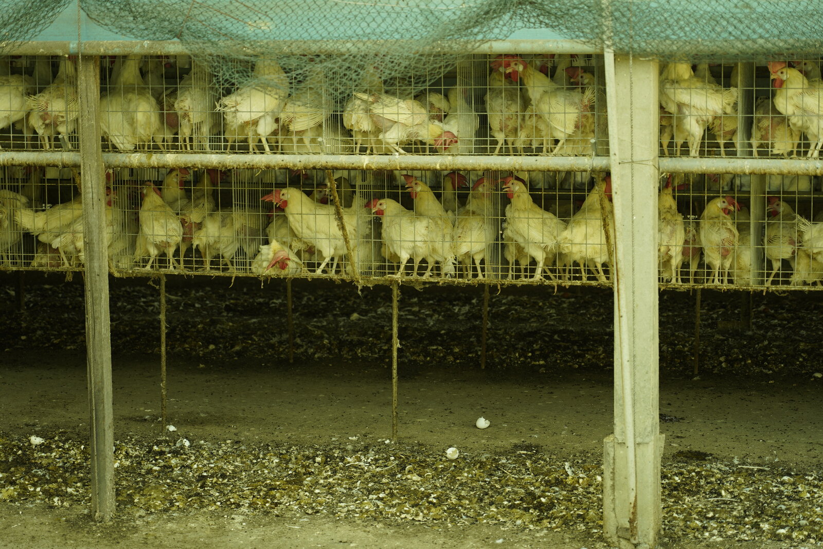 Galline ovaiole stipate in un allevamento intensivo: in Veneto si contano 2.506 allevamenti avicoli e oltre 48 milioni di capi