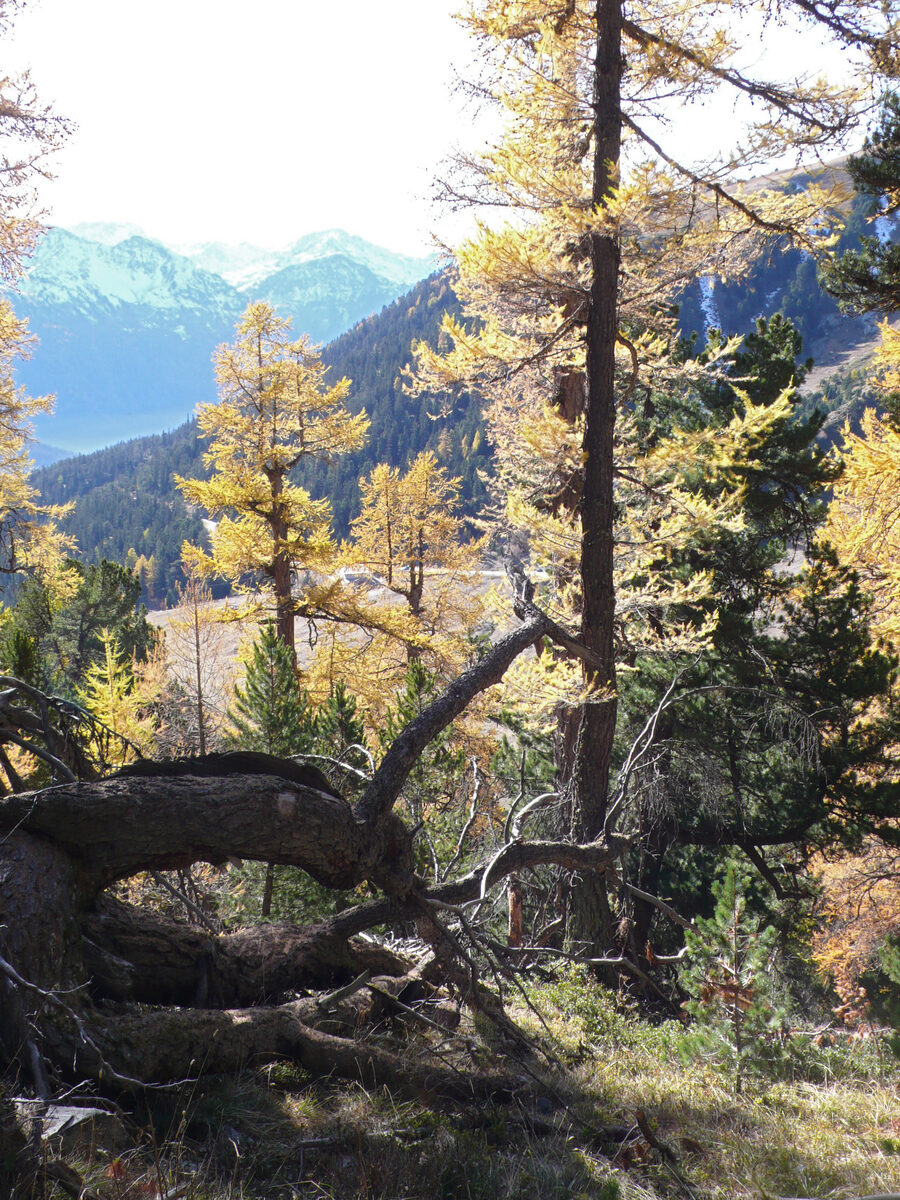 Foresta vetusta di larici e pino cembro con alberi di grandi dimensioni e sottobosco ricco, ecosistema che stocca fino a 224 tonnellate di carbonio per ettaro