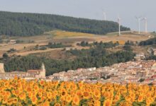 Campo di girasoli in fiore davanti al paese di Pietramontecorvino, con pale eoliche sul crinale