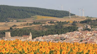 Campo di girasoli in fiore davanti al paese di Pietramontecorvino, con pale eoliche sul crinale