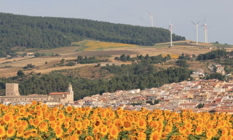 Campo di girasoli in fiore davanti al paese di Pietramontecorvino, con pale eoliche sul crinale
