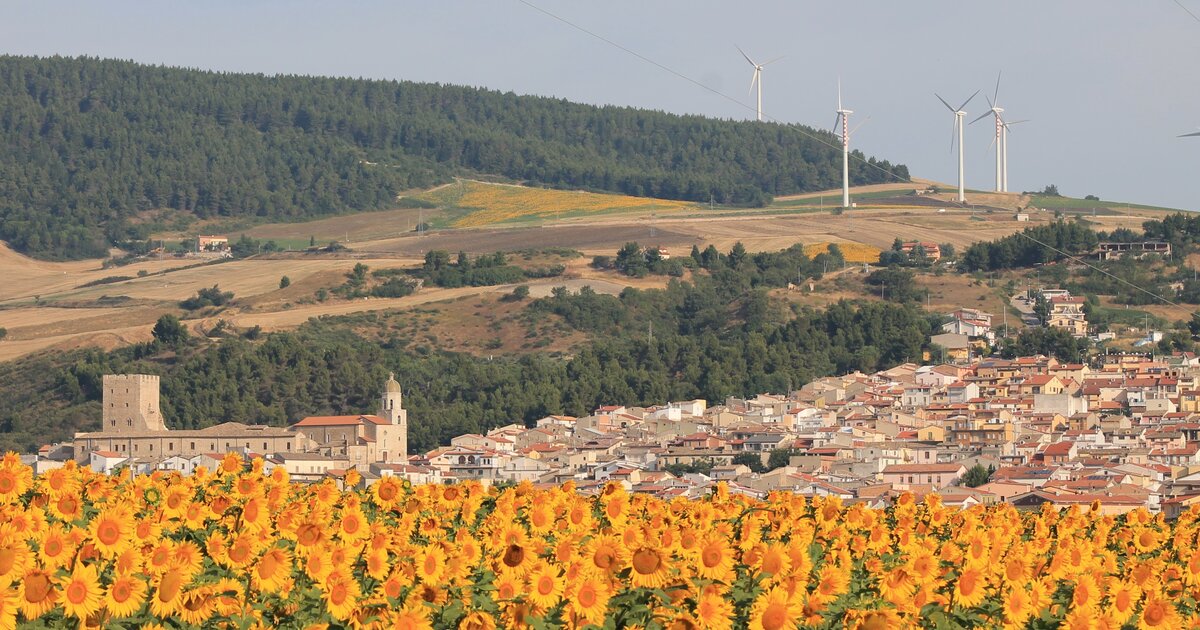 Campo di girasoli in fiore davanti al paese di Pietramontecorvino, con pale eoliche sul crinale