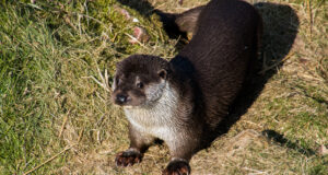 Lontra europea (Lutra lutra) emerge dall'acqua, primo piano del muso bagnato