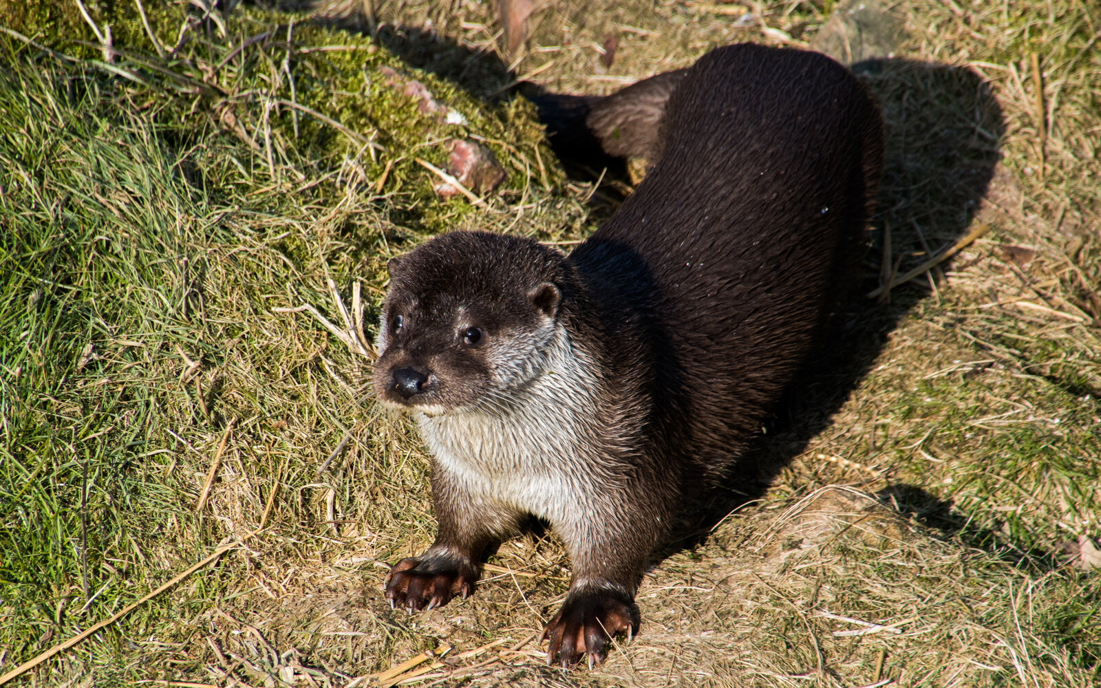 Lontra europea (Lutra lutra) emerge dall'acqua, primo piano del muso bagnato
