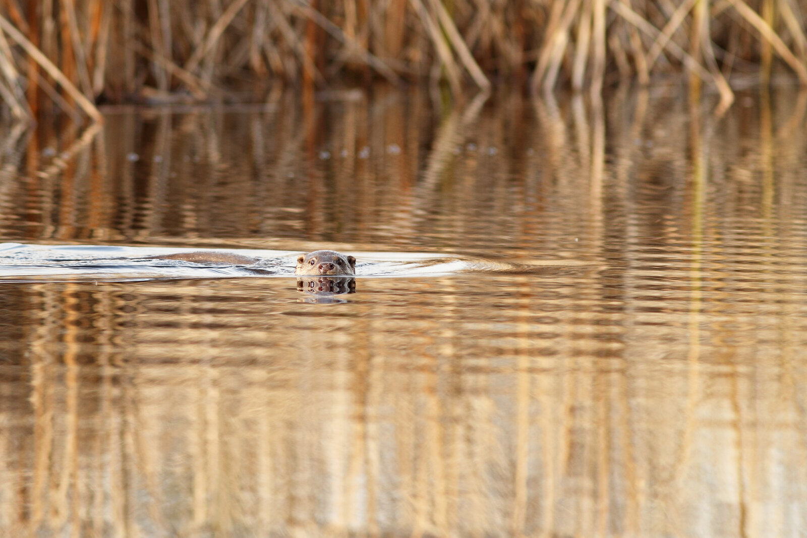 Lontra europea (Lutra lutra) che nuota in un lago, fotografata nel Parco Nazionale Fertő-Hanság in Ungheria. La specie è in graduale ritorno anche sui fiumi italiani.