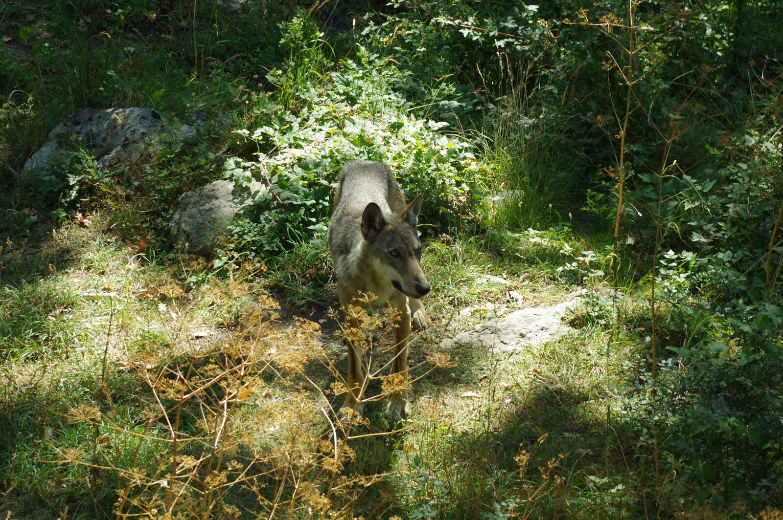 Lupo appenninico (Canis lupus italicus) fotografato nell'area faunistica di Civitella Alfedena, agosto 2020