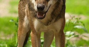 Lupo italiano (Canis lupus italicus) fotografato in ambiente naturale nel Parco Nazionale del Mercantour