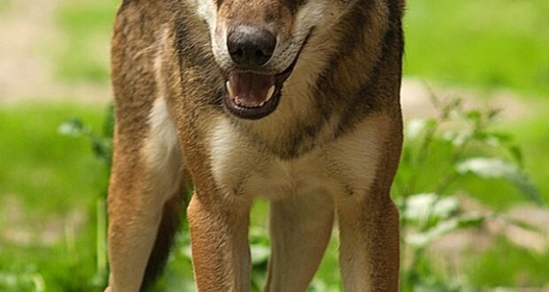 Lupo italiano (Canis lupus italicus) fotografato in ambiente naturale nel Parco Nazionale del Mercantour
