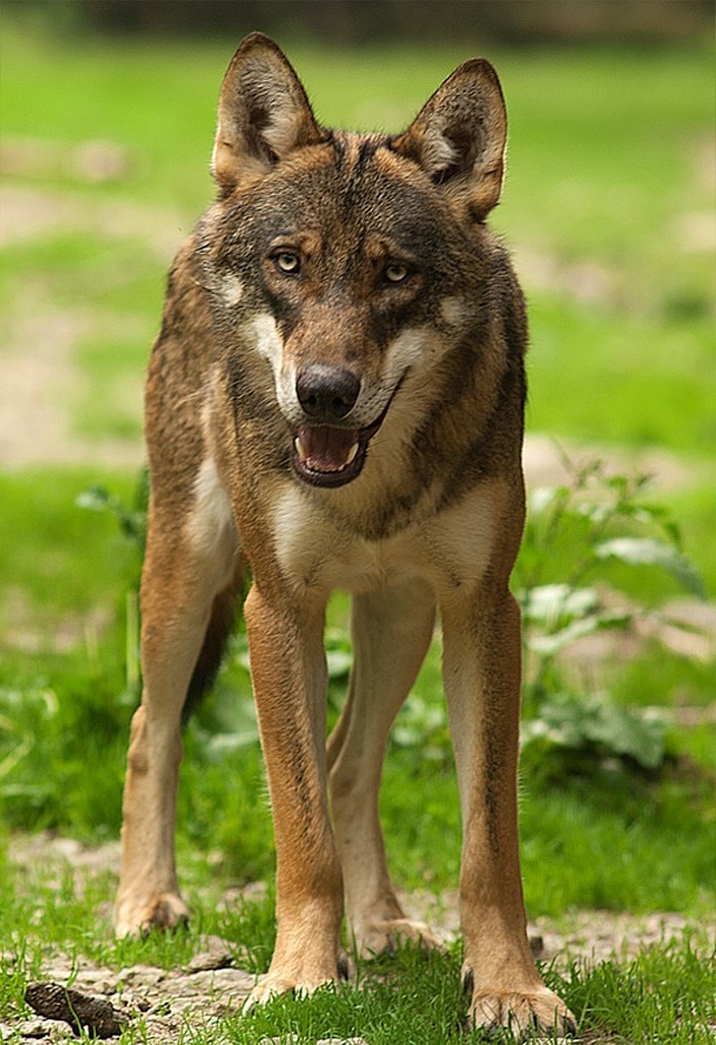 Lupo italiano (Canis lupus italicus) fotografato in ambiente naturale nel Parco Nazionale del Mercantour