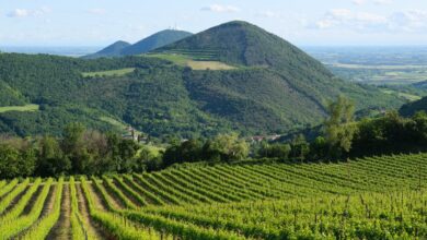 Veduta panoramica dei Colli Euganei da Via Sottovenda: Monte Rusta, Monte Cero e Monte Castello