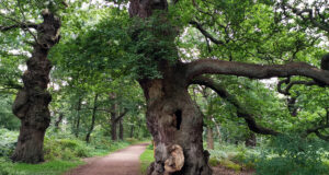 Querce secolari con tronchi larghi nella foresta di Sherwood, simbolo degli alberi vetusti che stoccano carbonio accumulato in secoli di crescita