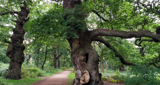 Querce secolari con tronchi larghi nella foresta di Sherwood, simbolo degli alberi vetusti che stoccano carbonio accumulato in secoli di crescita