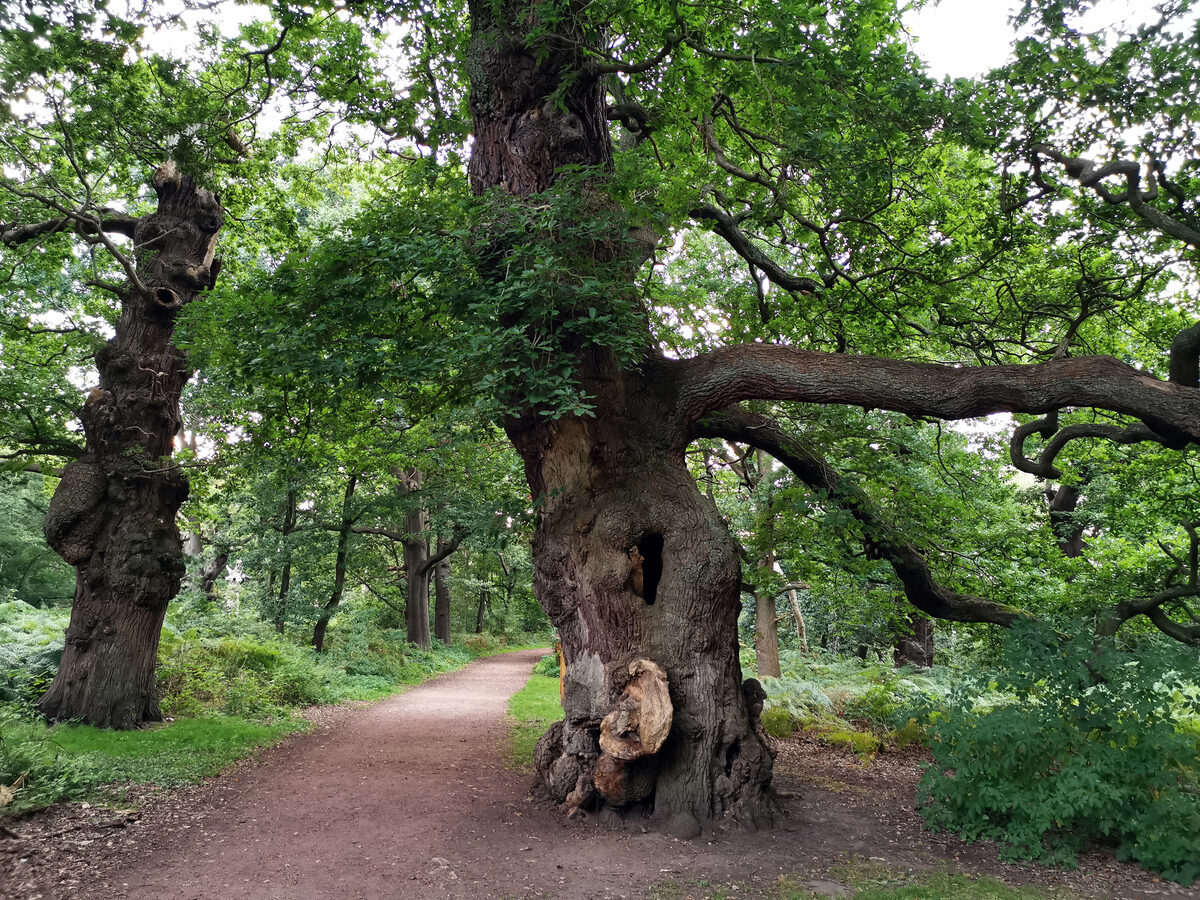 Querce secolari con tronchi larghi nella foresta di Sherwood, simbolo degli alberi vetusti che stoccano carbonio accumulato in secoli di crescita
