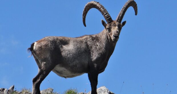 Stambecco delle Alpi maschio adulto fotografato nel Parco Nazionale della Vanoise, agosto 2023