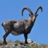 Stambecco delle Alpi maschio adulto fotografato nel Parco Nazionale della Vanoise, agosto 2023