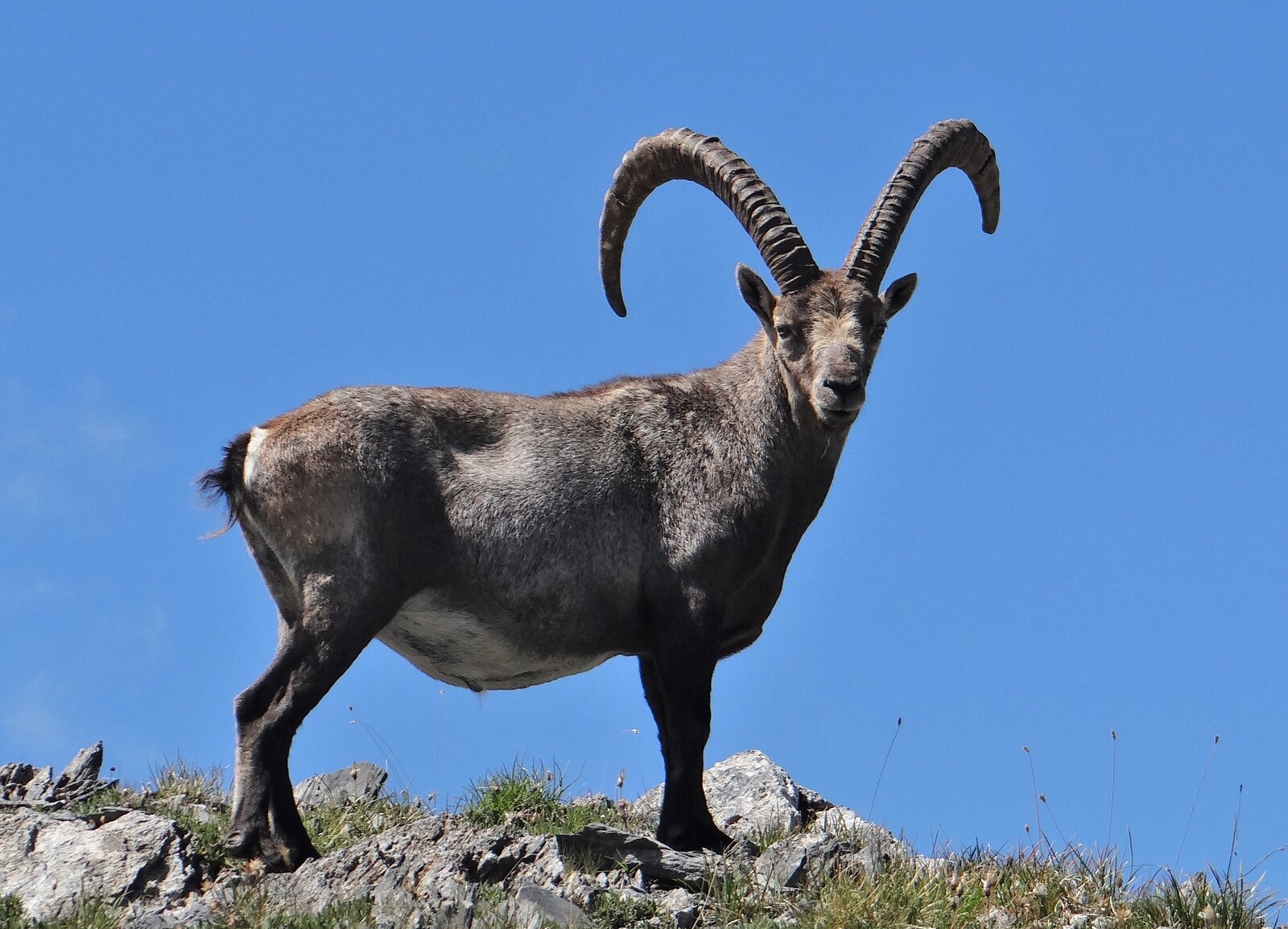 Stambecco delle Alpi maschio adulto fotografato nel Parco Nazionale della Vanoise, agosto 2023