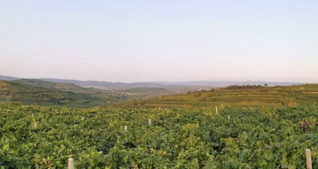 Vigneti dei Colli Euganei con le colline boscose sullo sfondo