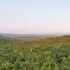 Vigneti dei Colli Euganei con le colline boscose sullo sfondo