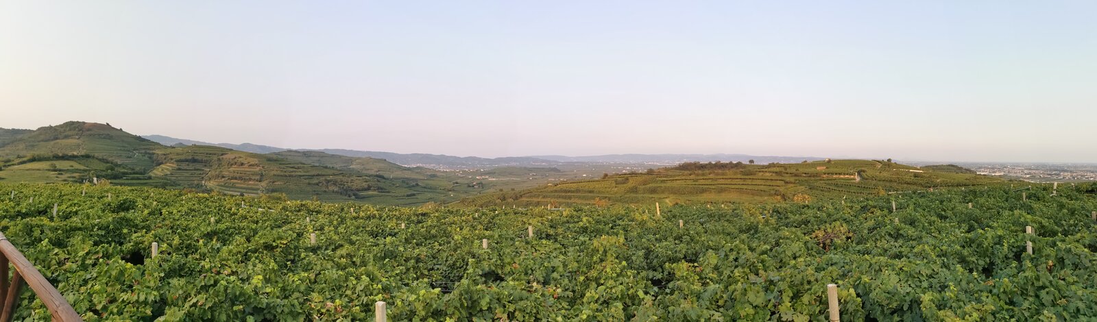 Vigneti dei Colli Euganei con le colline boscose sullo sfondo